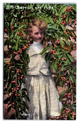 Cherries are Ripe Young Girl in a Cherry Tree c1910 Postcard