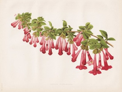 Abelia floribunda Abelie honeysuckle Asia Mexico flower botany Robinson Litho
