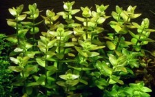 Bacopa Caroliniana - Buy 2 Get 1 Free - 3 Stems 3-6" In Length - Live Arrival