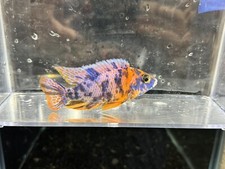 Assorted African Cichlids 4 Pack Guaranteed Male 2.5-3