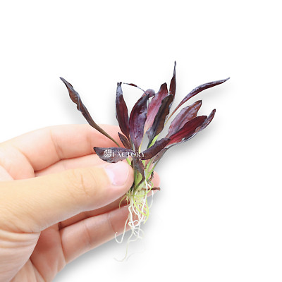 Echinodorus Aflame (Purple Knight Sword)