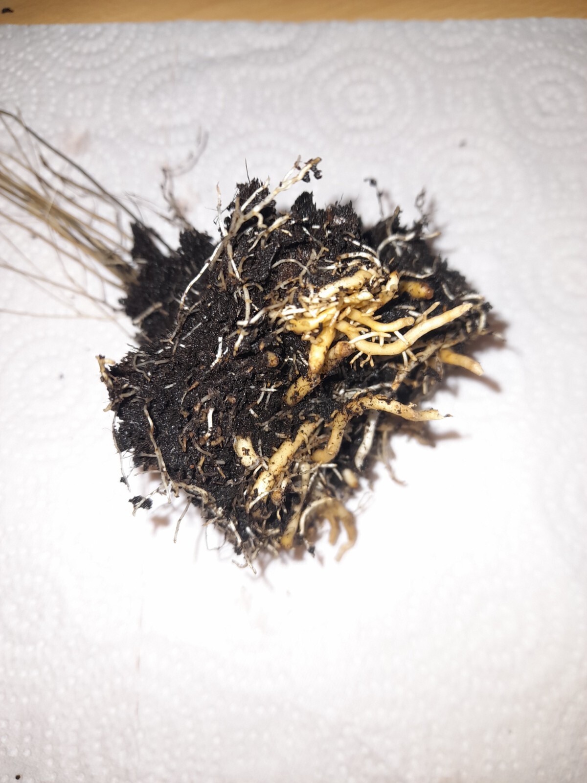 3 x Asparagus Plug Plants Root Crowns 1 Year Old To Plant Garden Allotment eBay