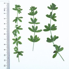 12PCS Pressed Dried Leaves with stem, floral supply leaves for art craft FJN02