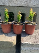 10 japanese maple kotohime bonsai