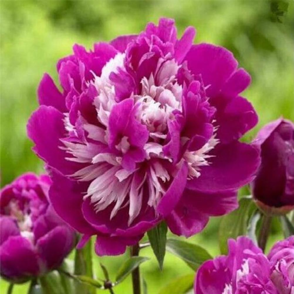 25pc PEONY SEEDS Garden Plant Flower bloom rare exotic USA seller