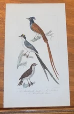 1835 Buffon COLOR Bird Print   /  NORTHERN-TUFTED & FORK-TAILED FLYCATCHER