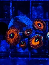 CE- WYSIWYG Red People Eater Zoa Zoanthid Frag Live Coral Frag LPS SPS #R1GC3