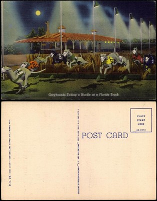 Postcard Florida Greyhounds Taking a Hurdle at a Florida Track 1934