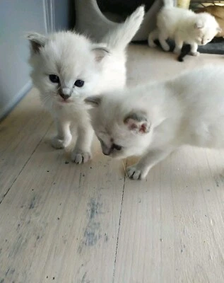 purebred kittens for adoption