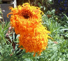 Studentenblume  Tagetes in Orange  großblumig  - 120  Samen -  eigener Anbau 25