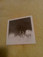 Vintage Beatles Concert  Cow Palace 