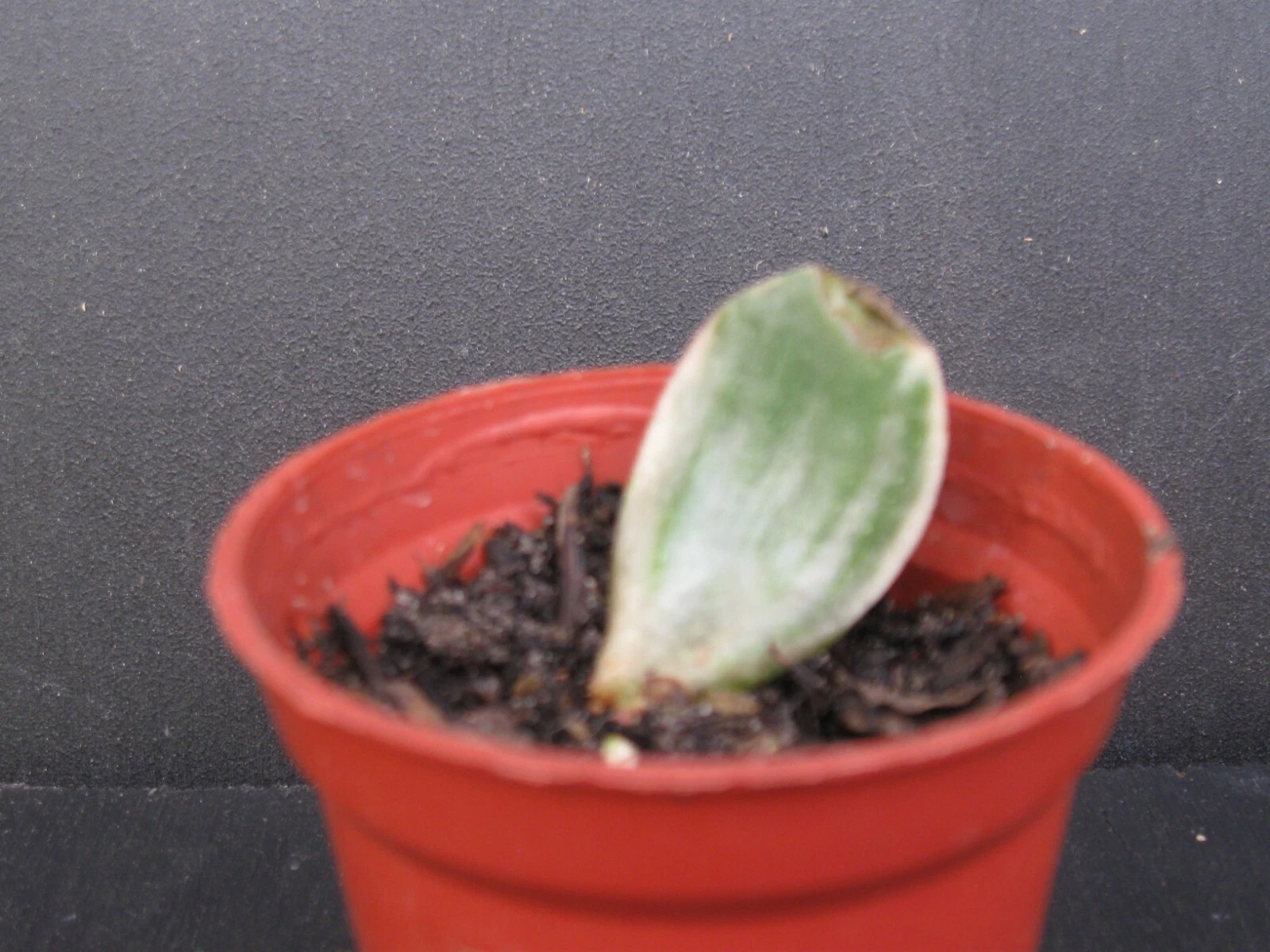 Picture 4 of 5