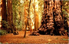 General Sherman Tree Henry Cowell Redwoods State Park Vintage Postcard