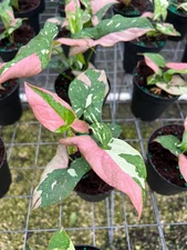 Syngonium Tricolor- Rare Variegated Arrow Head Leaf | Live Tropical in 4"