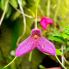 Masdevallia aff. marizae stunning miniature orchid species Very Rare