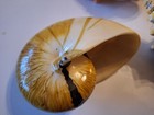 Lot of 5 Resin Shells/Lobster/Crab Coastal Nautical Decorations — photo 3