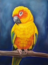 Sun Conure art Print