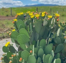 Spineless Prickly Pear Cactus "Cacanapa Ellisiana" (4 PAD) - WINTER HARDY CACTUS