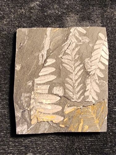 Bold Fern Plant Fossil Slab from Pennsylvania PA - Picture 1 of 1