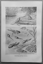 Entwicklung Rana esculenta Teichfrosch Druck 1912  Frosch Gr&uuml;nfrosch