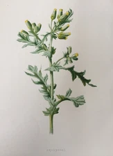 Antique Print c1880s – Groundsel Hulme Victorian Botanical Wild Flower Garden