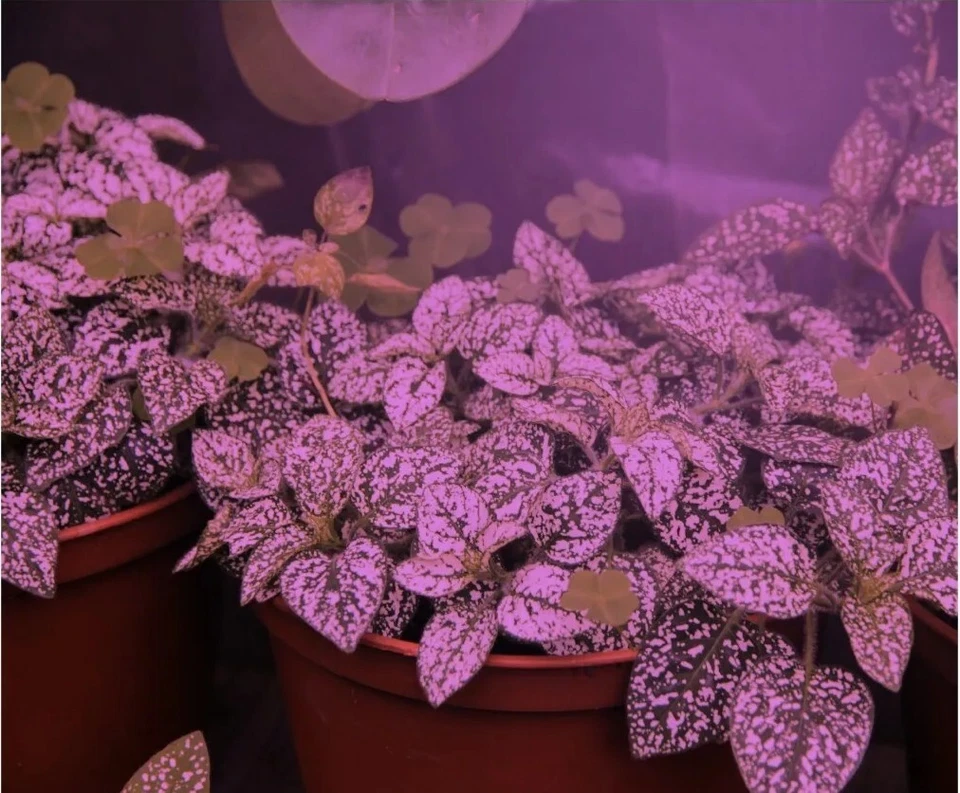 SmokePhonics Indoor Red & Blue Spectrum 6Ft Corded LED Lighting - Image 3 of 4