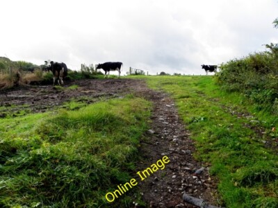 Photo 6x4 Cows, Mullagharn Dunwish Zooming in closer, I noticed [[[418920 c2014