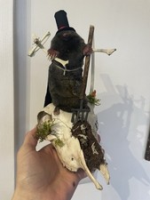 Taxidermy