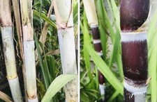 8 FRESH CUT SUGAR CANE STICKS GREEN OR PURPLE NON GMO FREE SHIPPING