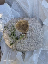  Ibervillea Lindheimeri Caudexm  Vines  Roots Caudiciform 6" diam x4" thick READ