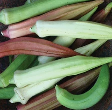 RAINBOW OKRA SEEDS MIX 50+ white GREEN red ANNUAL summer ASIAN VEGETABLE garden