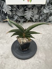 Sansevieria Rorida Green  (NO alocasia philodendron monstera begonia anthurium)