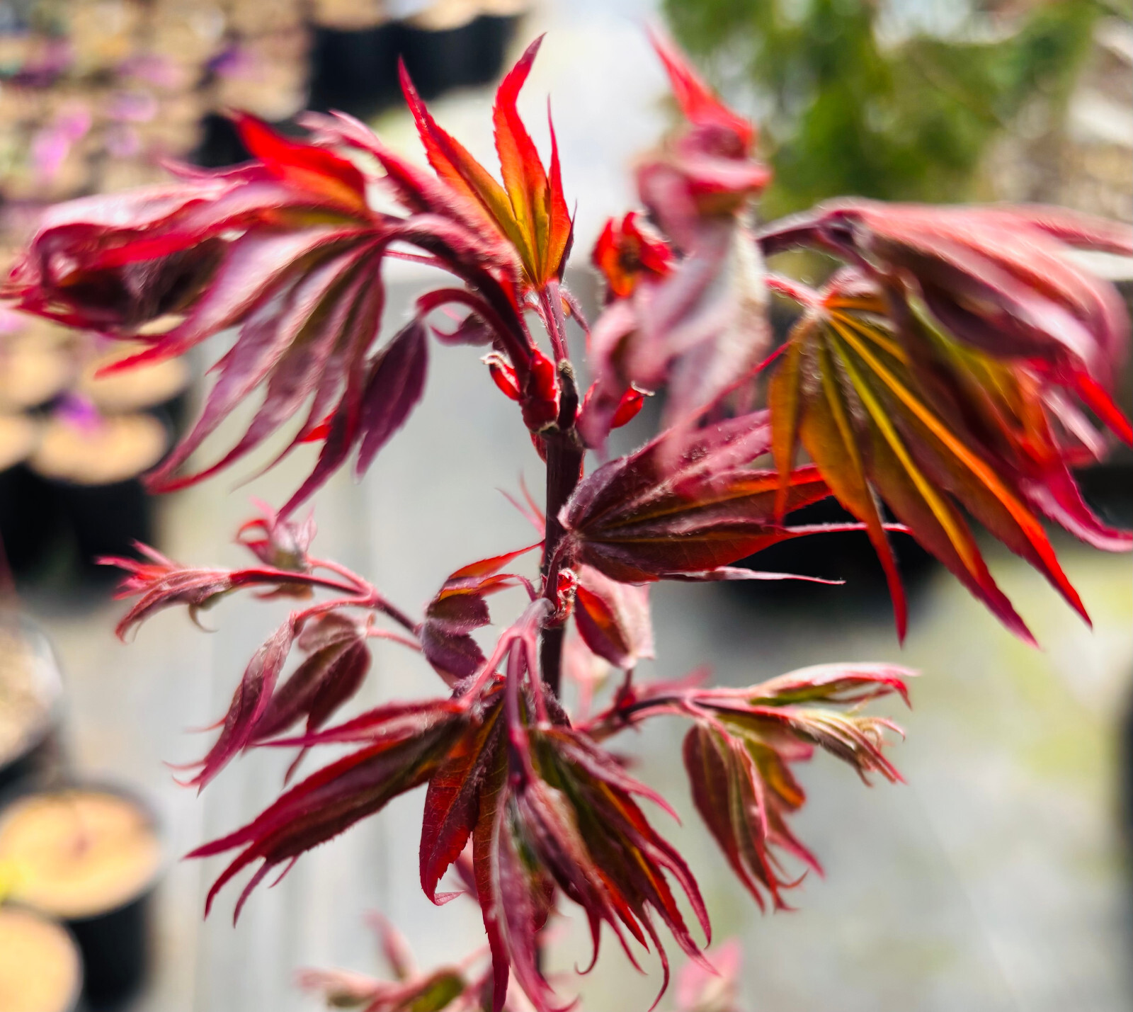 Little Red Japanese Maple - Acer palmatum-image