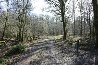 Photo 6x4 Track in the Woods Gatehouse of Fleet  c2018
