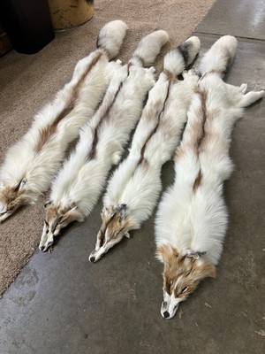 GIANT FIRE & ICE RANCH FOX