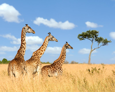 Three Giraffes Photograph Print 11''x14''