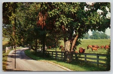Lexington Kentucky KY Horse Breeding Farm Rolling Hills Road c1962 Postcard