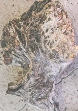 Mesquite Burl, Full Burl, Rare Color and Grain. Live edge.