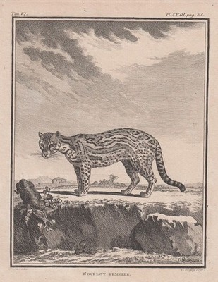 Orig. Holzstich: L´Ocelot femelle.