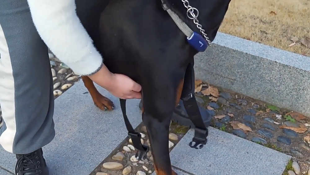 Dog harness
