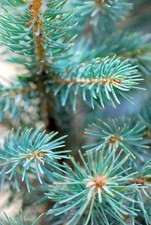 PICEA PUNGENS _ ABETE BLU _ PIANTA NUTRICE FARFALLA DENDROLIMUS + VASO ELHO