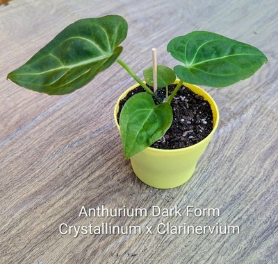 Anthurium Crystallinum Dark Form x Clarinervium
