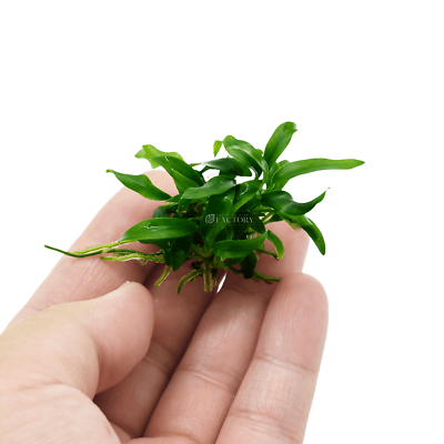 Anubias Minima Dragon Claw | Aquarium Plants Factory® | eBay