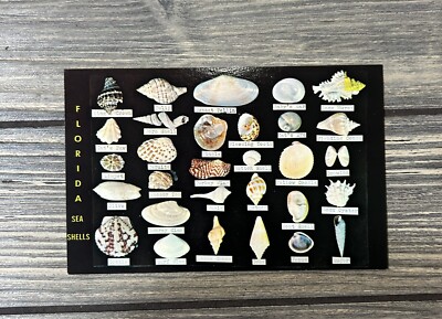 Vintage Florida Coasts Shell Dodsons Shell Shop Postcard 