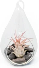 Glass Teardrop Terrarium with Tillandsia Air Plant - Easy Indoor Outdoor Decor