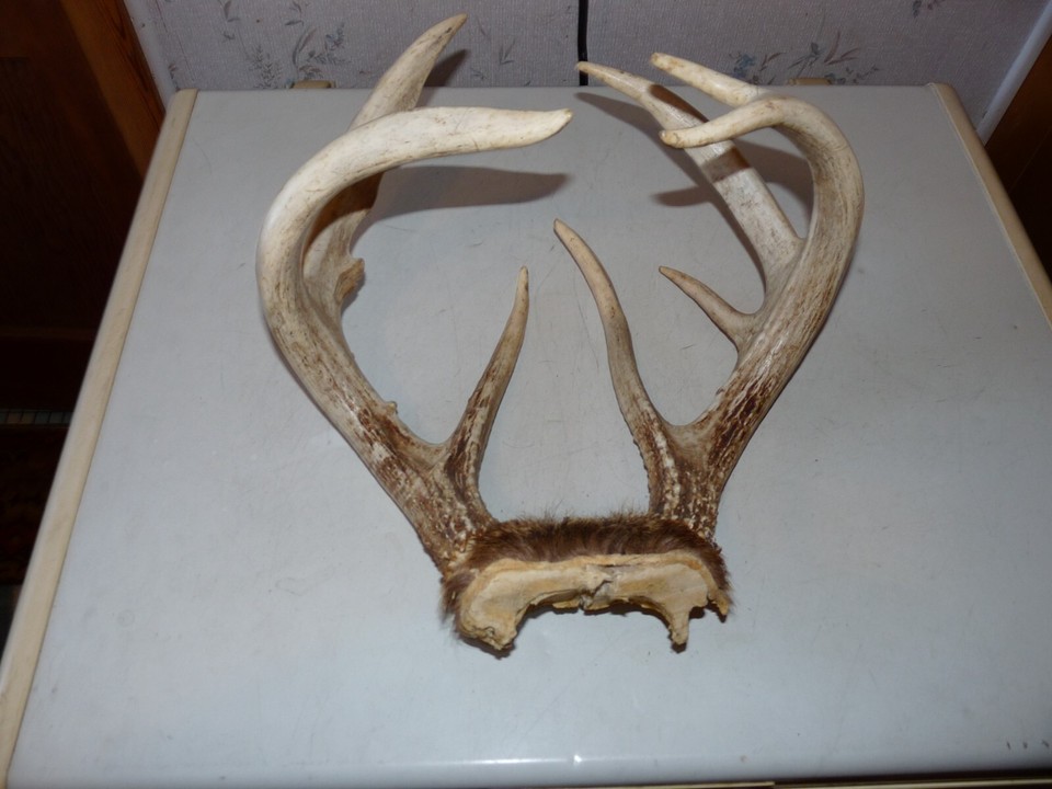 HEAVY TALL 8 POINT Whitetail Deer rack Antler taxidermy LOG CABIN ...