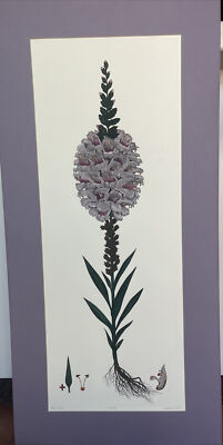 Dan Mitra Hand Colored ''Beard Tongue  Signed Numbered Delphinium Foxglove Flower