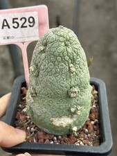 Multi head Pseudolithos migiurtinus Succulent cactus plant flowering WYSIWYG 529