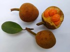 Artocarpus brevipedunculatus — photo 1