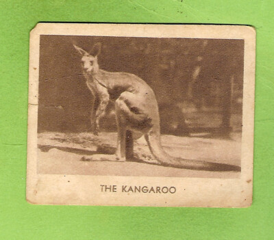 #D358.  1930s MONKEY BRAND  POLISH   CARD #1  THE KANGAROO